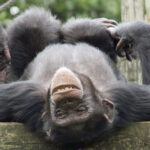Fascinating Chimpanzee Marketing Secret